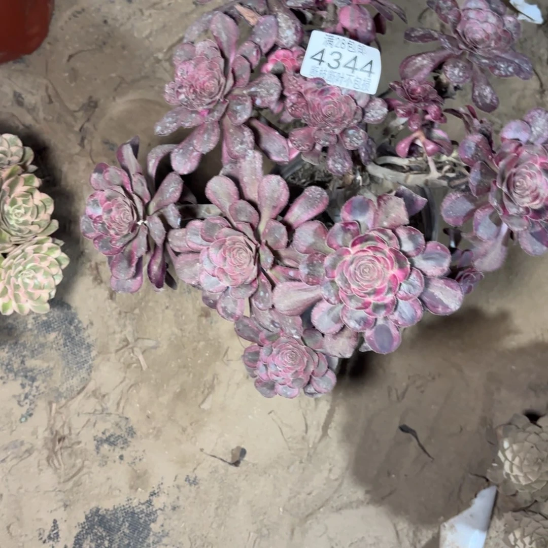 N. 4344丽娜多肉1222