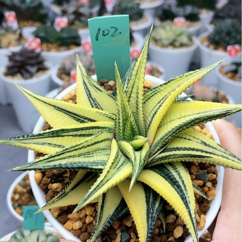 【闪购商品】烟*102琉璃殿锦