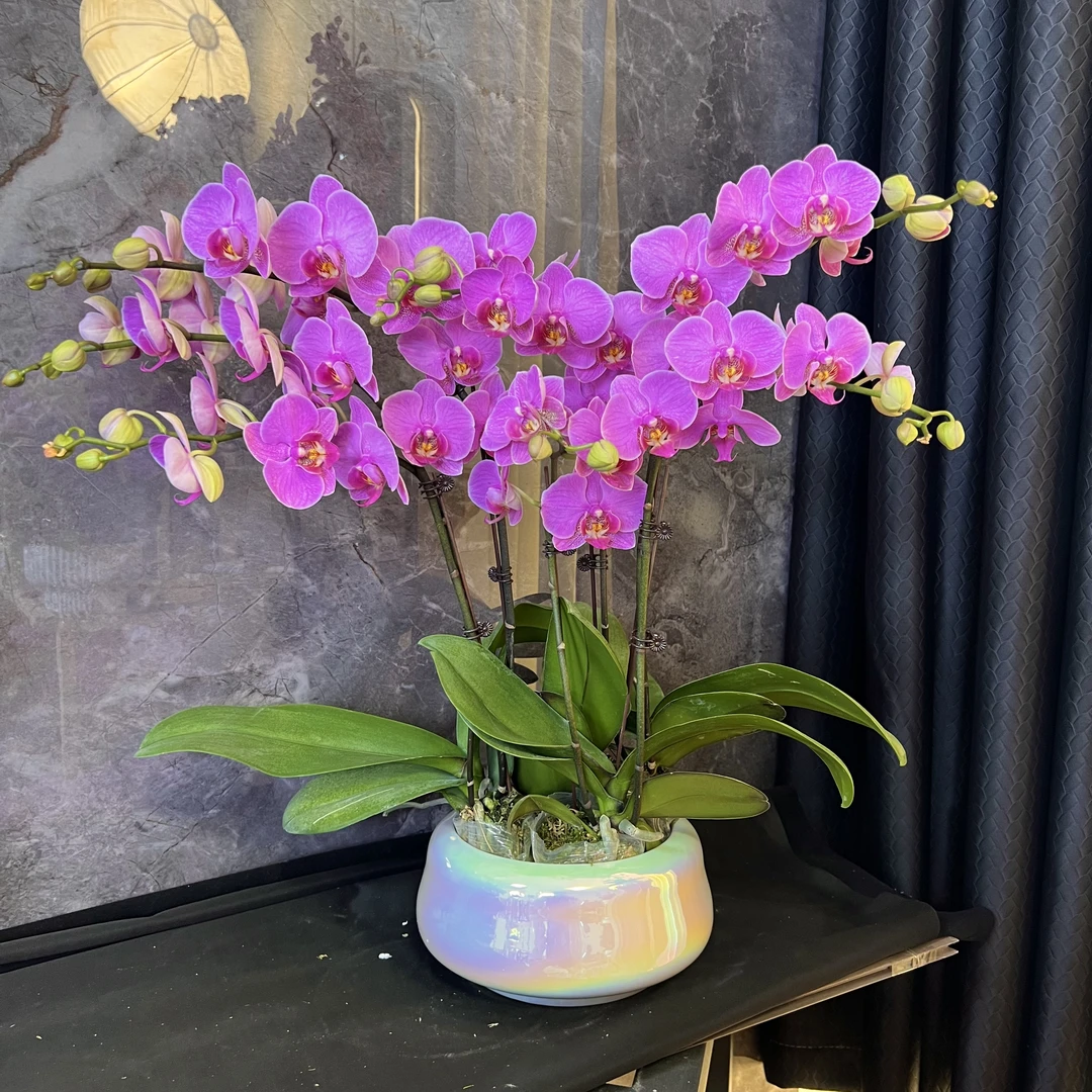 【明日之星-蝴蝶兰】 懒人种植 禅意 轻奢 易养花期长 送礼
