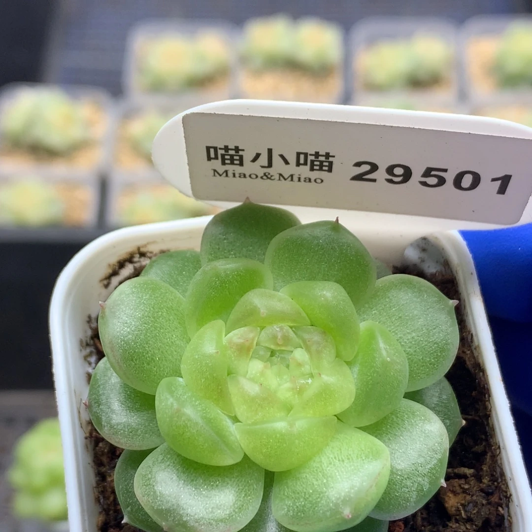 懒***杨多肉植物杂交珍妮