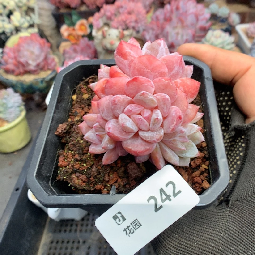 242雪天使多肉植物666