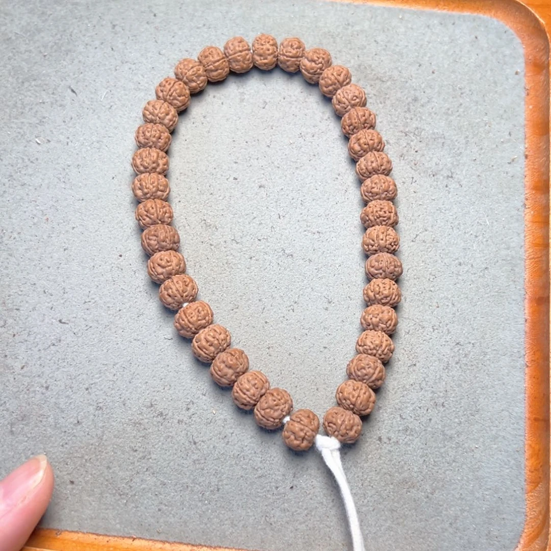 菩提24号金刚菩提勿里达纯血老树王10.5