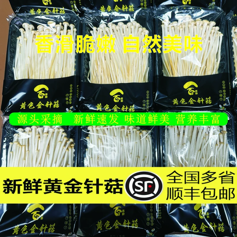 【顺丰空运】新鲜黄金针菇金黄菇脆爽好吃应季菇菌火锅餐饮食材蔬菜