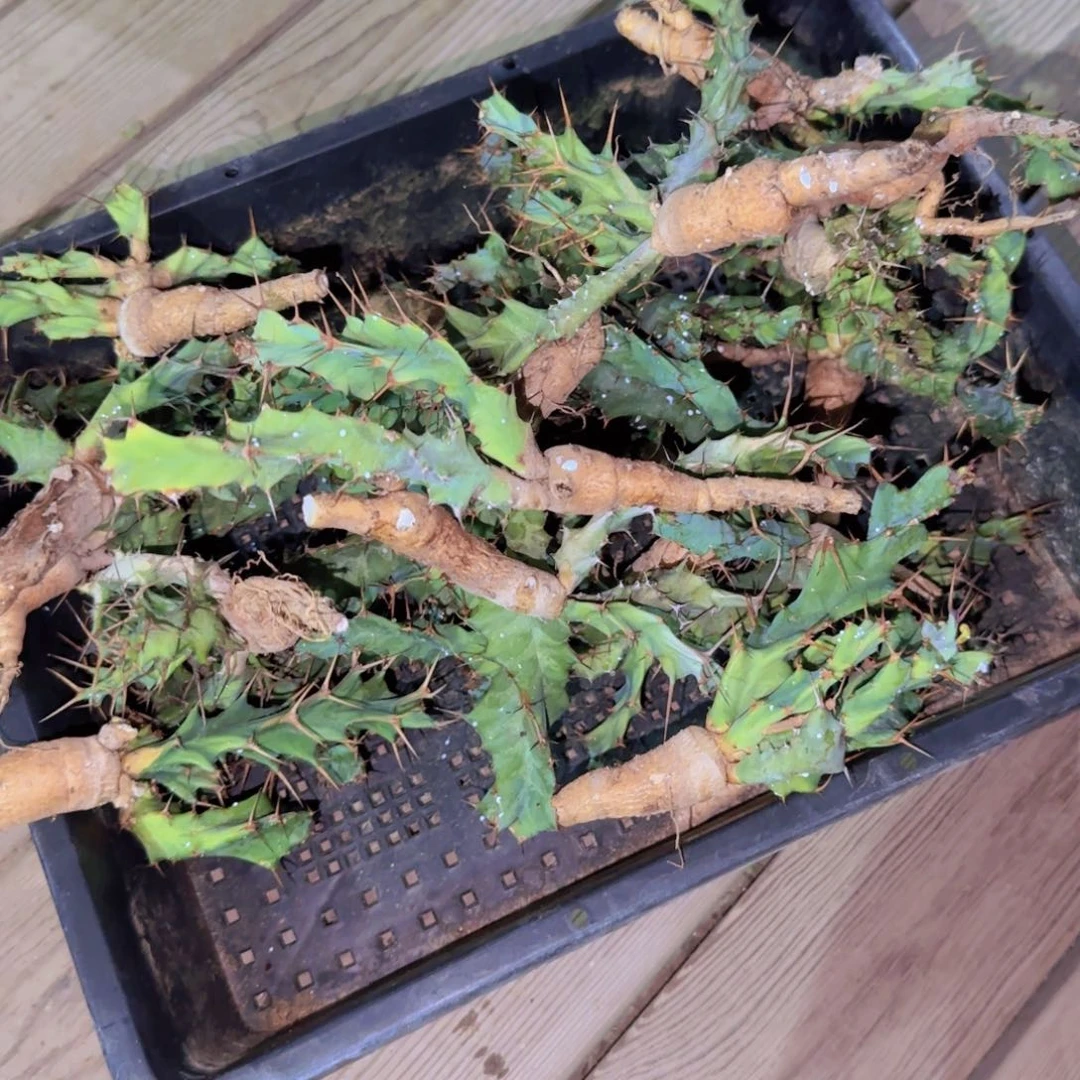 块根植物块根植物块根植物