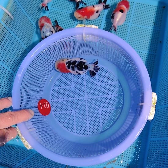 悠***闲金鱼014兰寿一条特价顺丰包邮