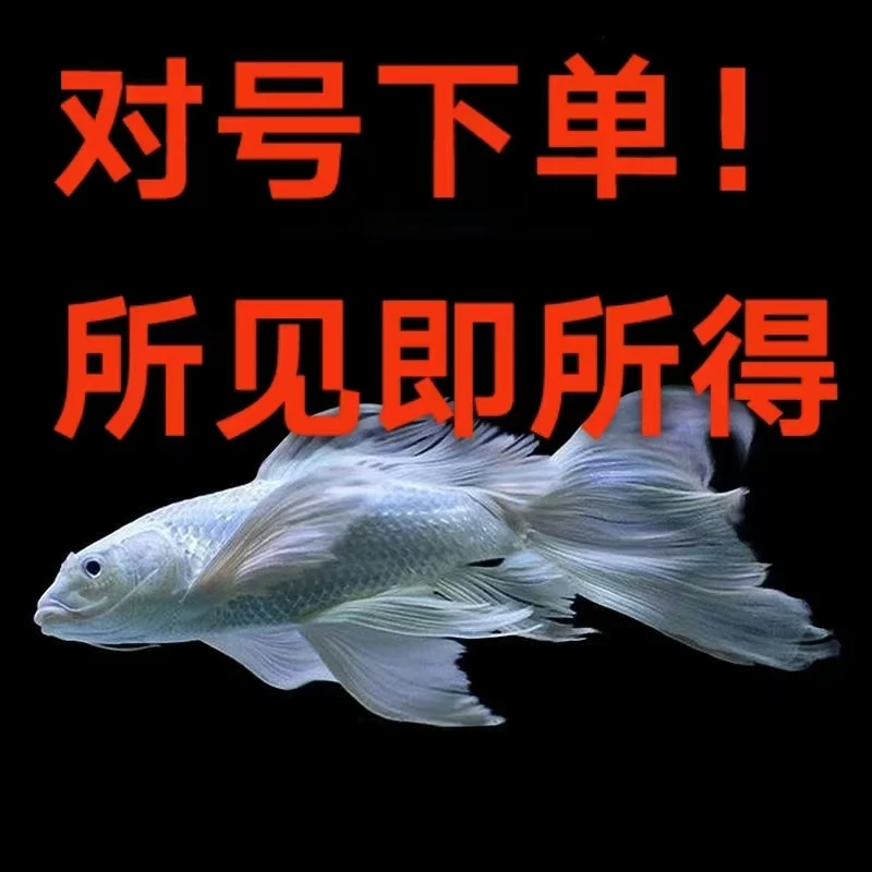 蝴蝶鲤观赏鱼苗精品纯种普身台湾贵妃大鳍大尾活体冷水锦鲤鱼