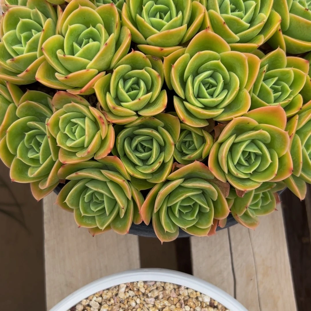 ****l星娜塔朵朵多肉植物