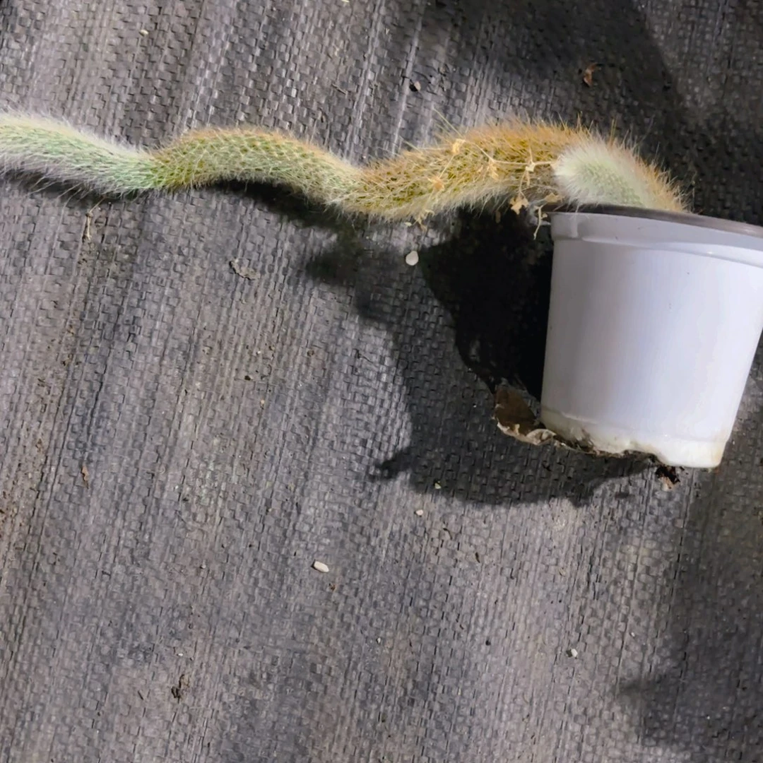 浩***雪九尾新疆包邮新疆包邮