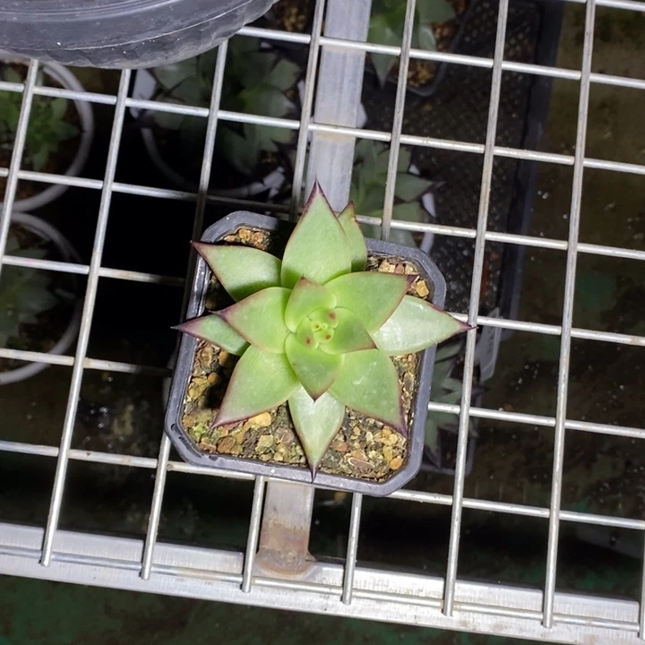 一****道红地毯底座芽z25.6.16寄养