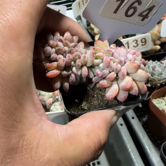 164 一物一拍多肉