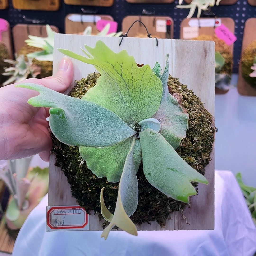 侏儒银爪x侏儒塔苏塔