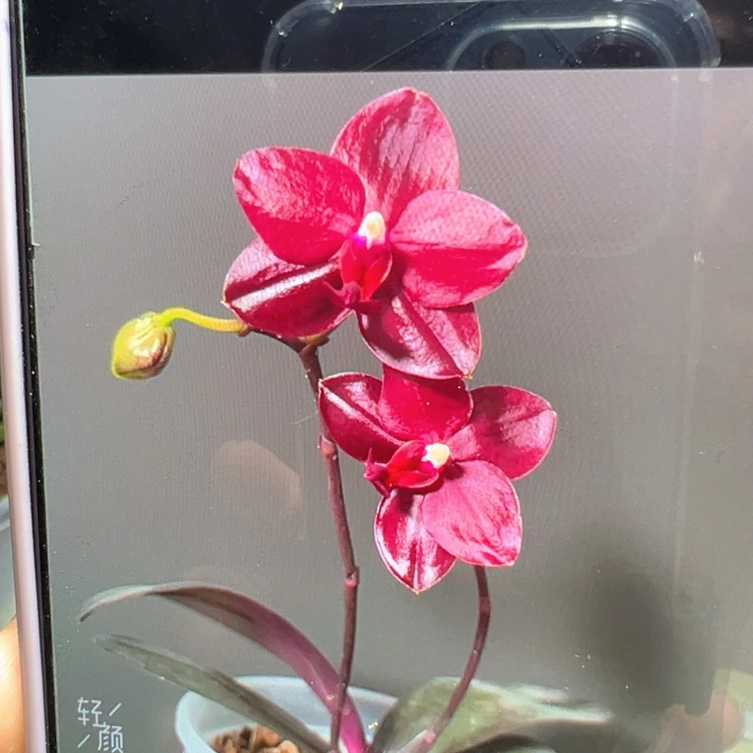 当前无花栽培后可以开花红宝石大苗