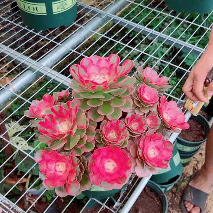 二加伦荔枝多肉法师