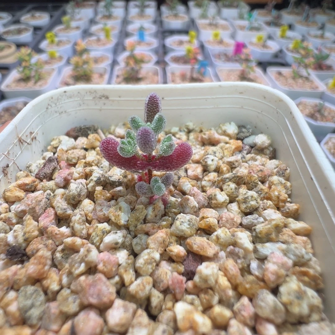 尺寸小，1408实生粉冰晶，拍下不退不换