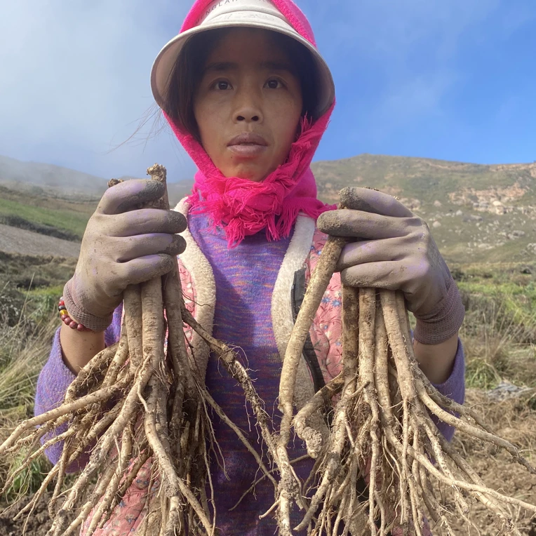 甘肃鲜党参现挖现发