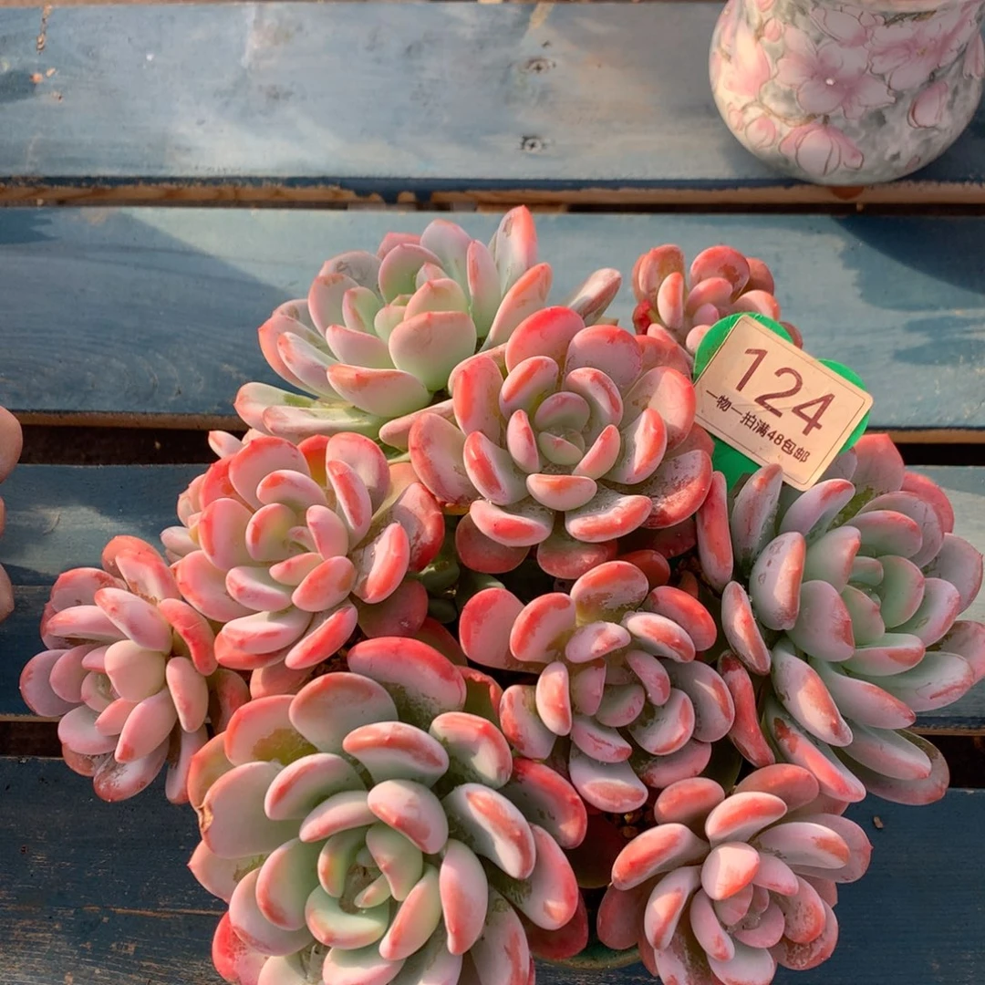 香橙老桩无砍平头124