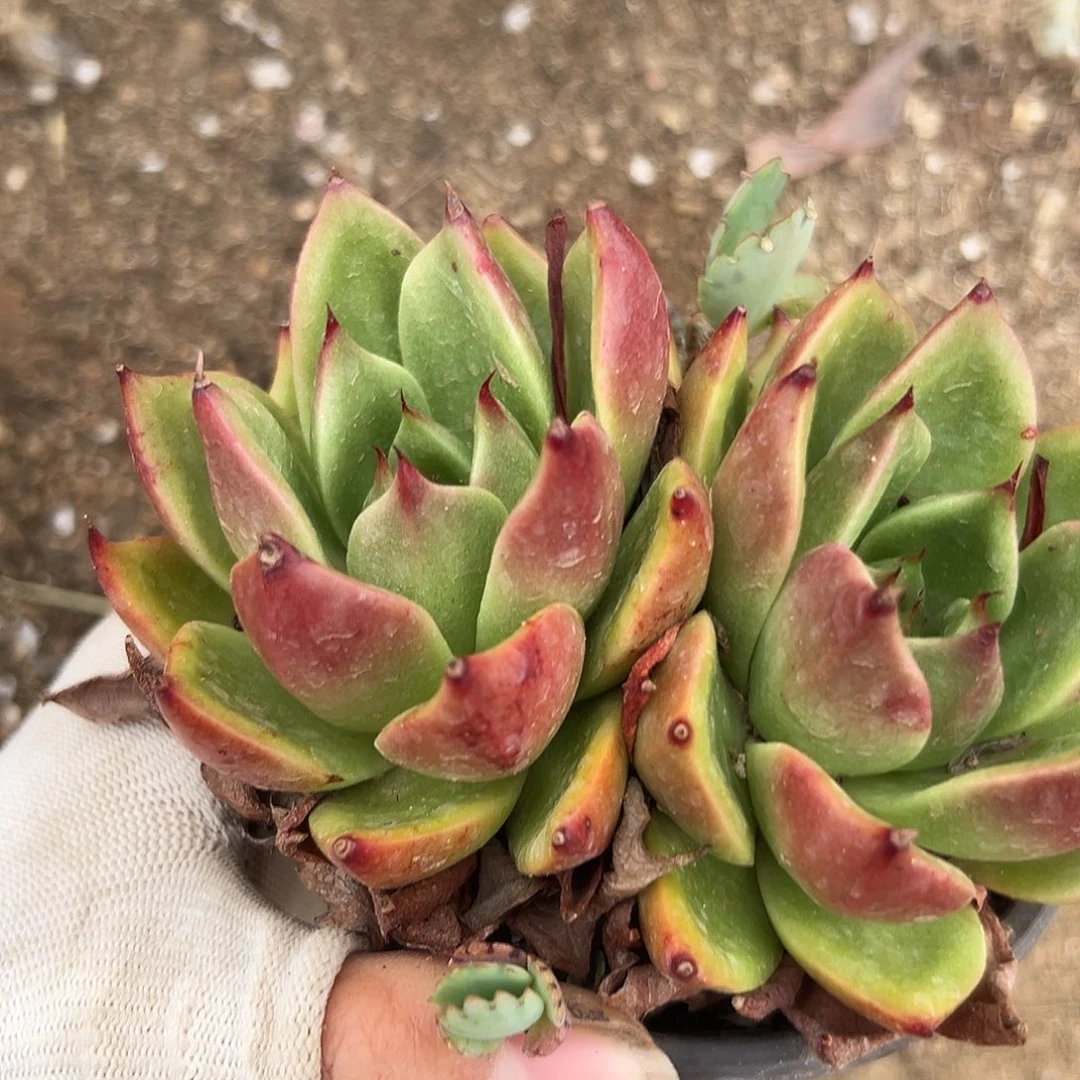 呃摸呃呃呃呃呃呃呃呃呃呃呃呃呃