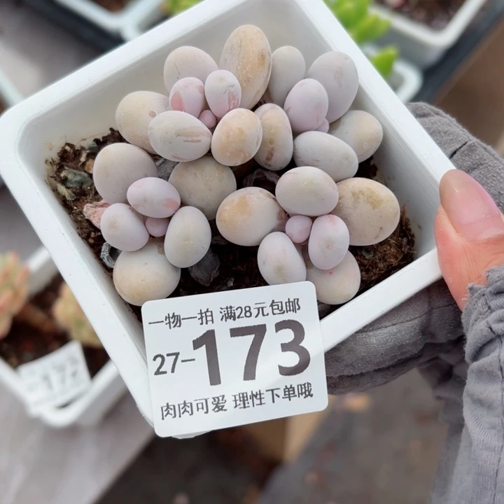 奶酪无盆土无盆土发货无盆