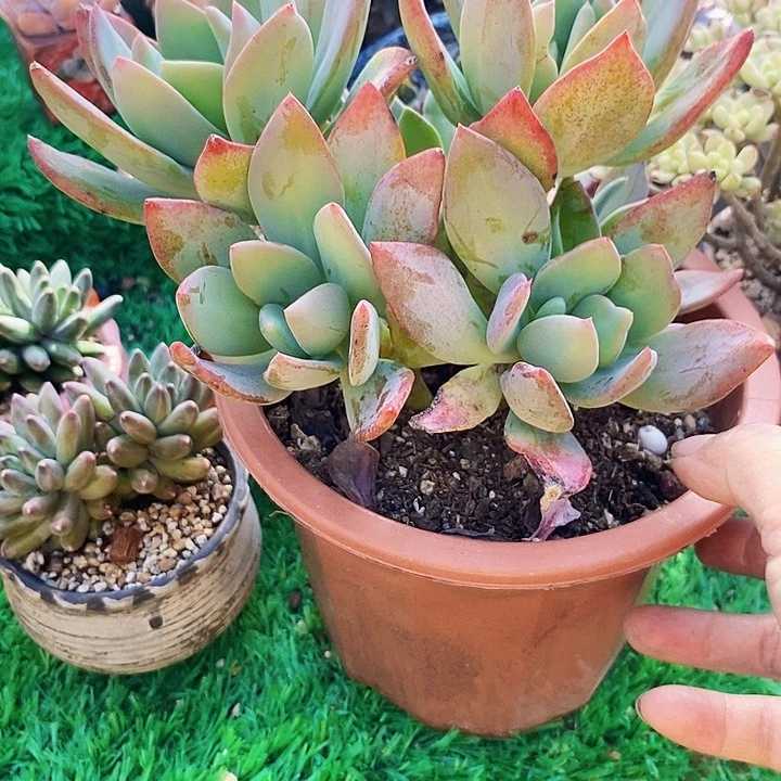 芒果美人整无砍多肉