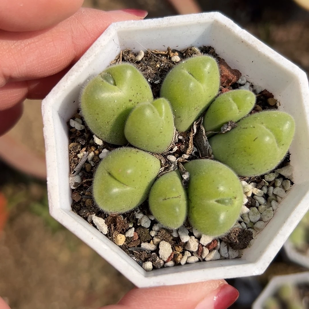 多肉植物毛翠堤群