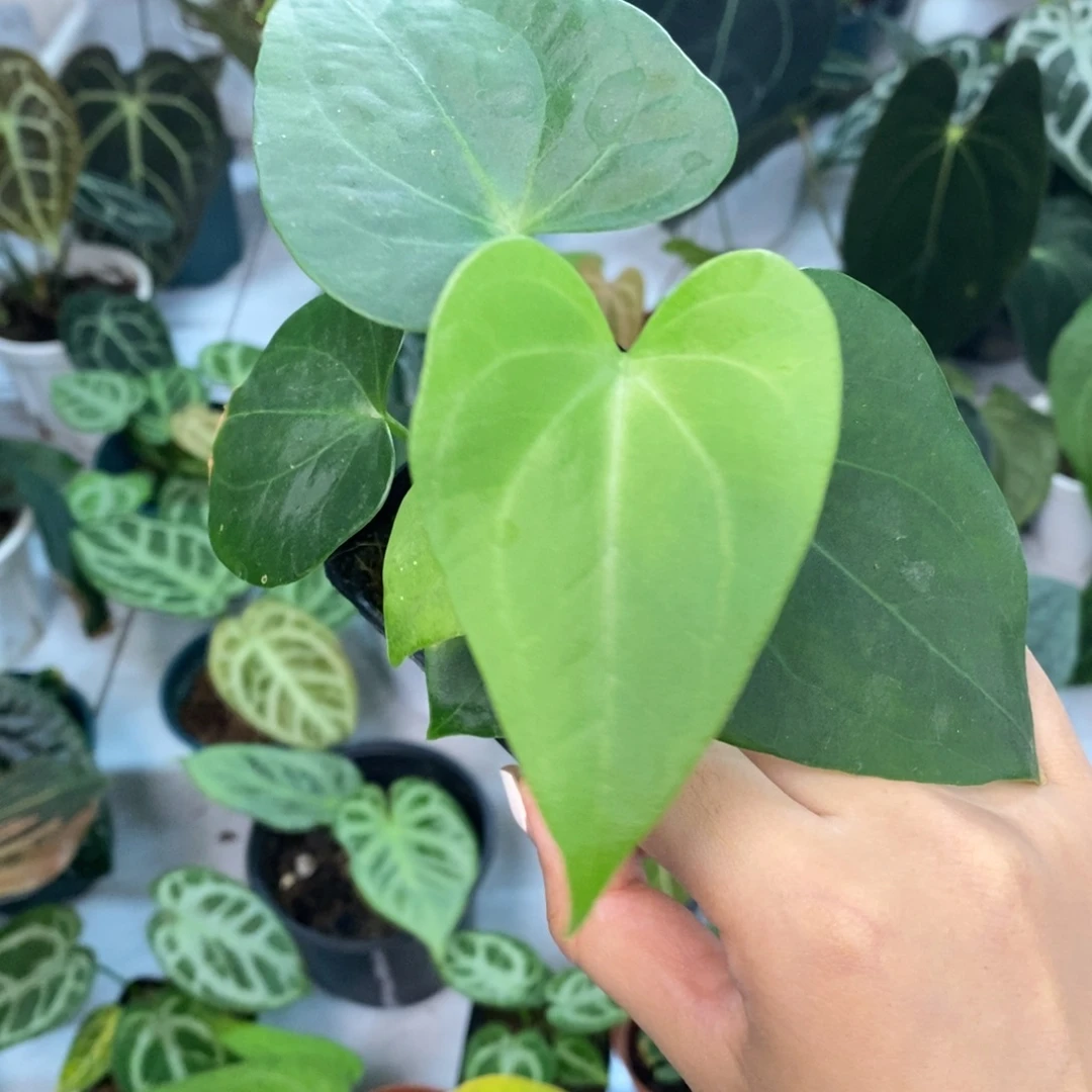 不开花植物翼龙杂克莱恩后