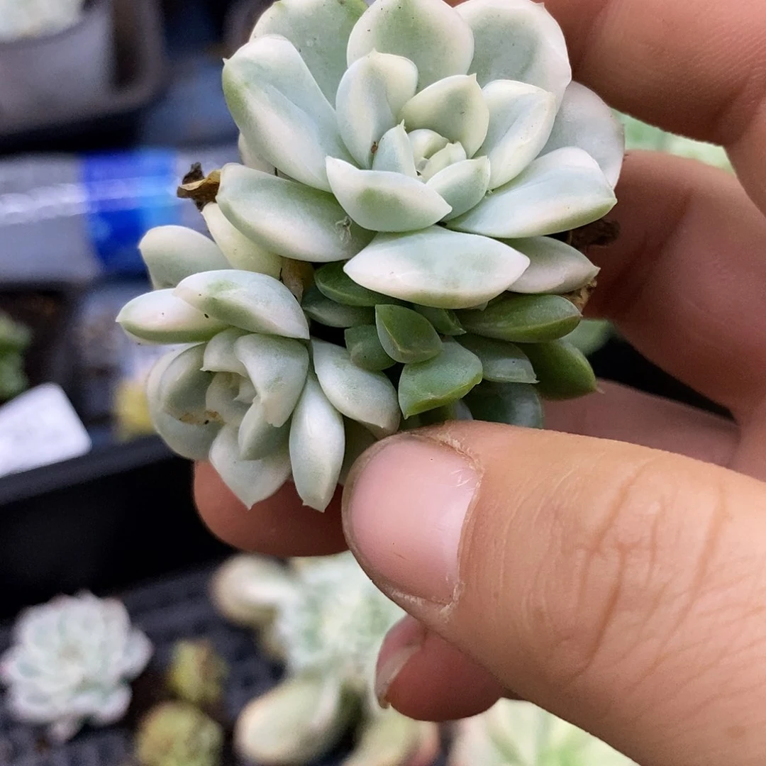 586雪鸢锦底座双头多肉植物