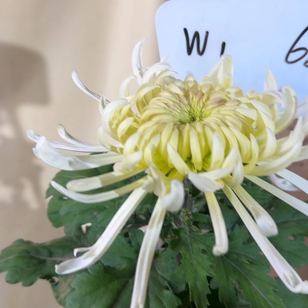 米***子全部花朵W111111111