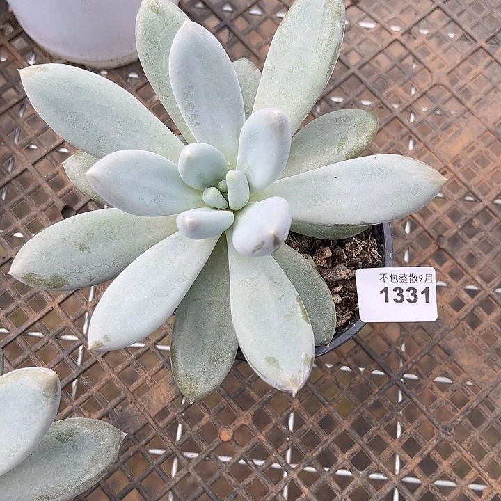 阿雅园艺。        1331哥特萝莉