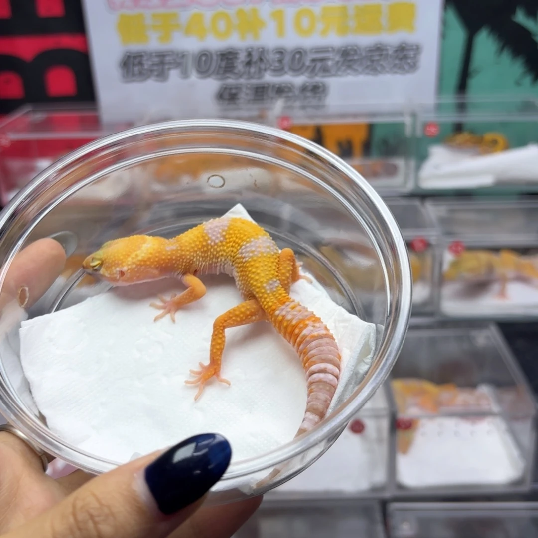 豹纹守宫川普阳光X41妹妹