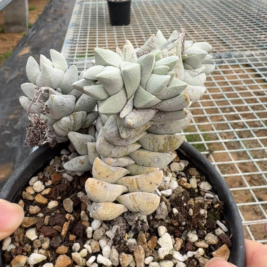 银角大王一物一拍多肉植物