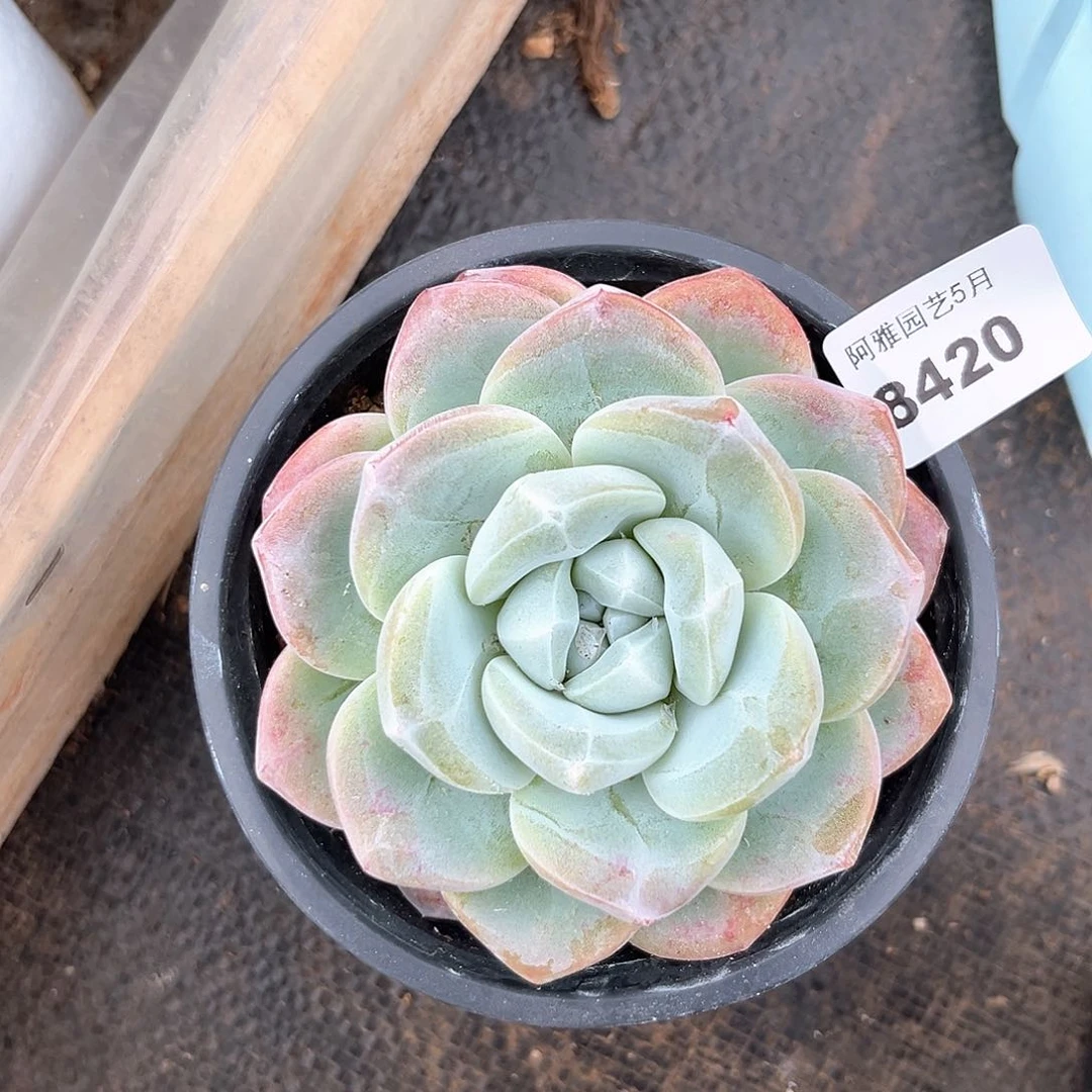 阿雅园艺。    8420