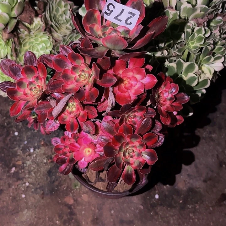 275香奈儿多肉植物