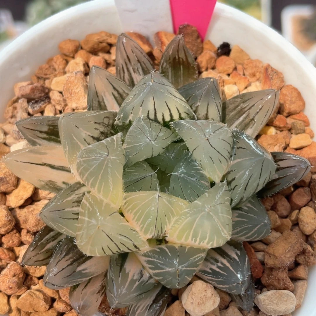 48巨大赤线锦。