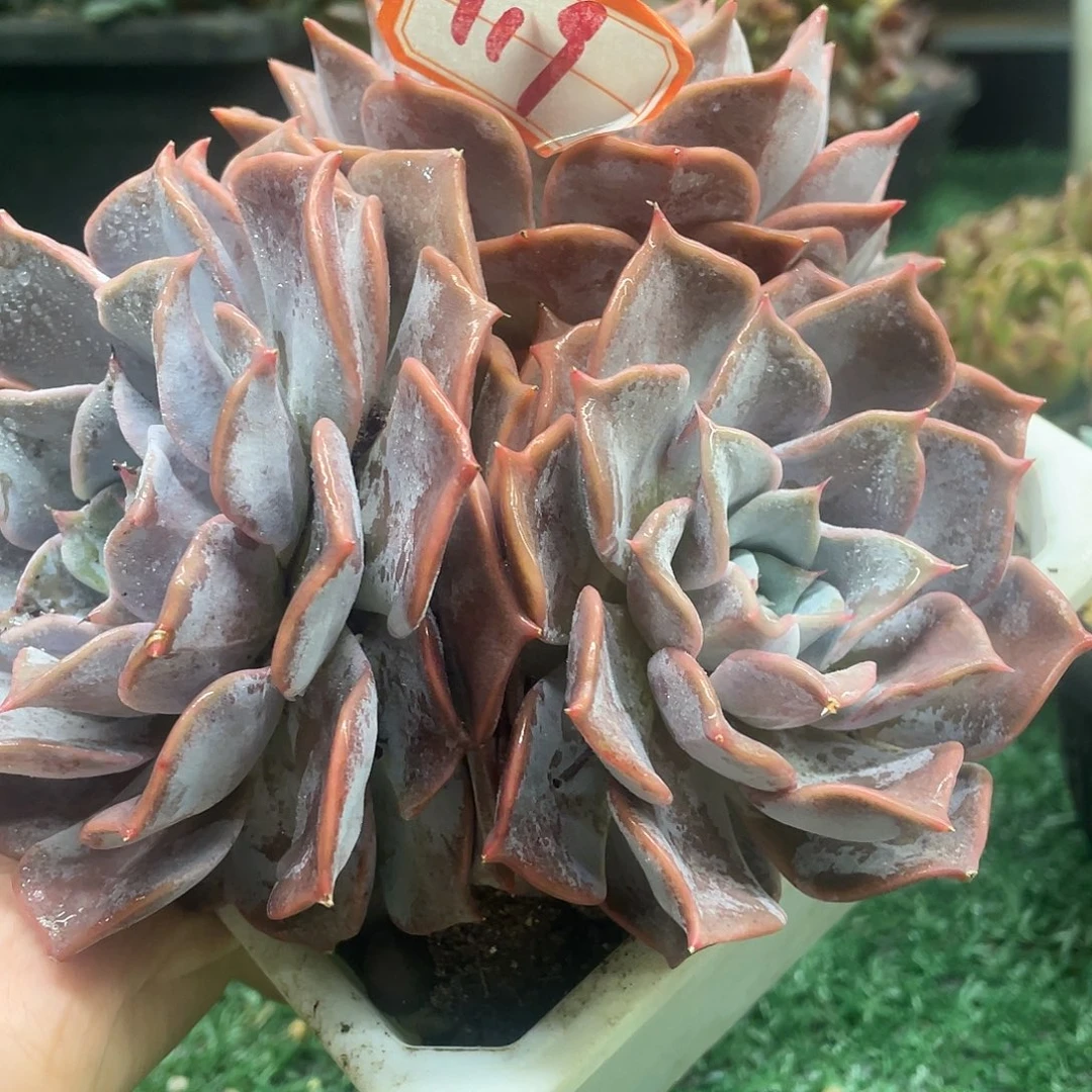 119 一物一一拍一拍