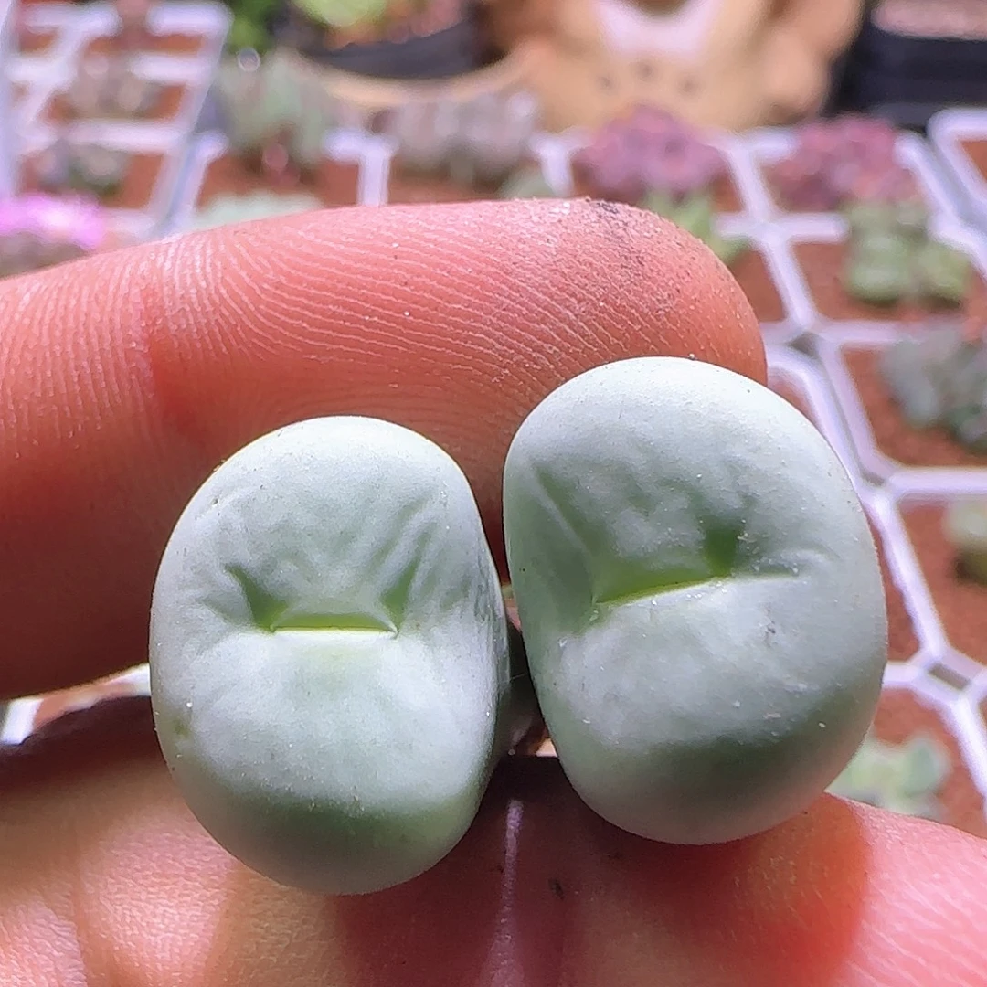 大型嘟嘟嘴。    294