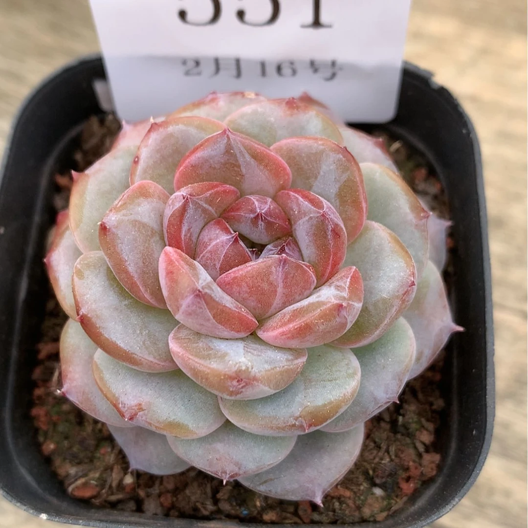 【闪购商品】云551号