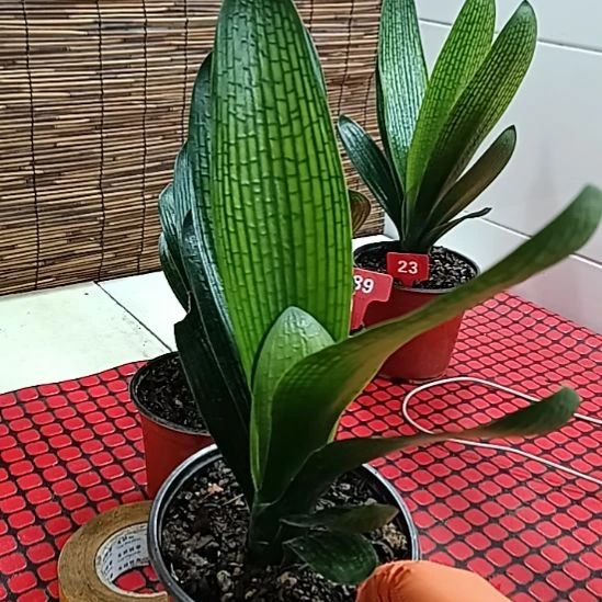 当前无花朵，栽培后可花朵