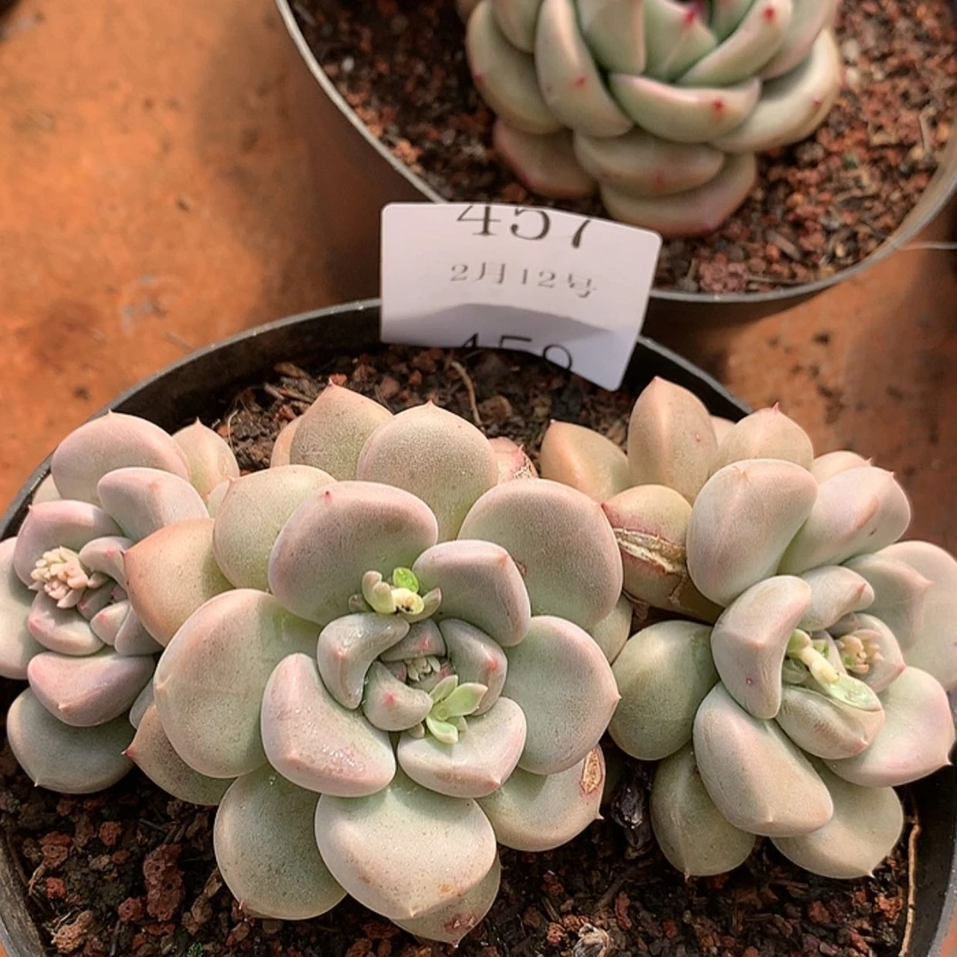 【闪购商品】云457号