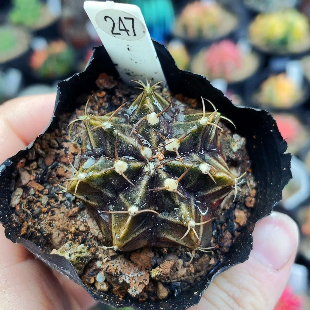 非偏远地区满25包邮仙人球