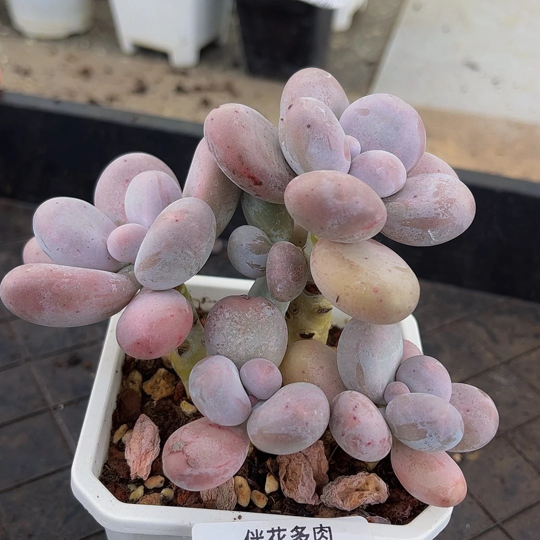 131-原始奶多肉8cm