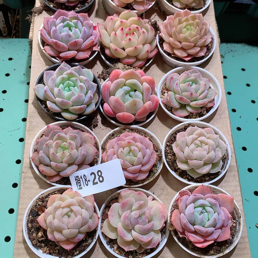 18-28一物一拍带盆18颗。