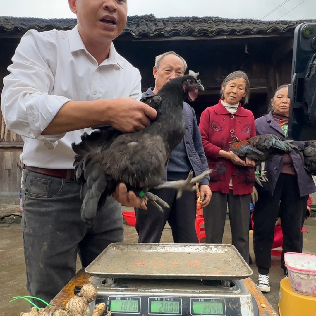 包装中国大陆057樱桃鸡