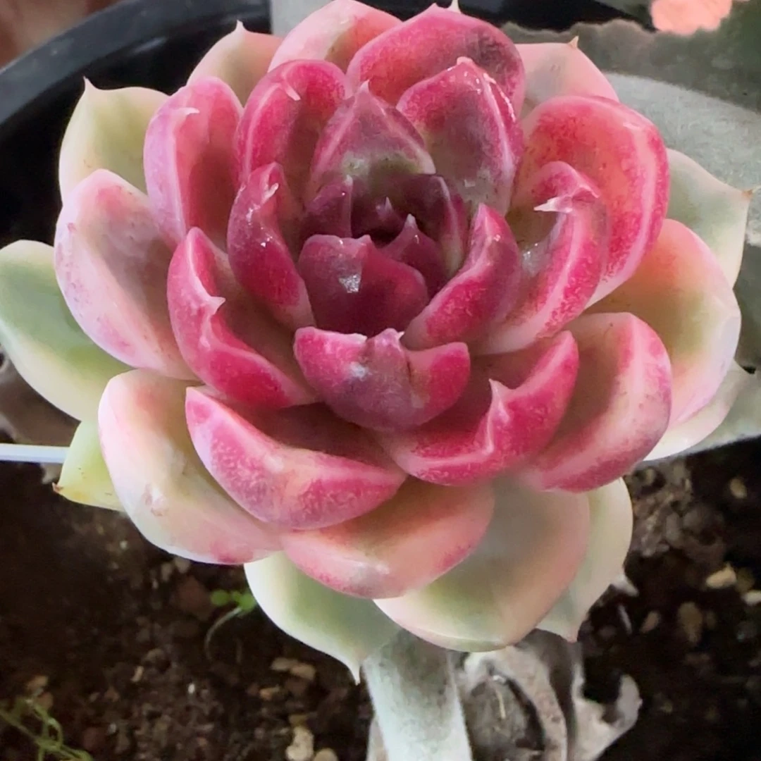 紫薯锦 多肉植物锦