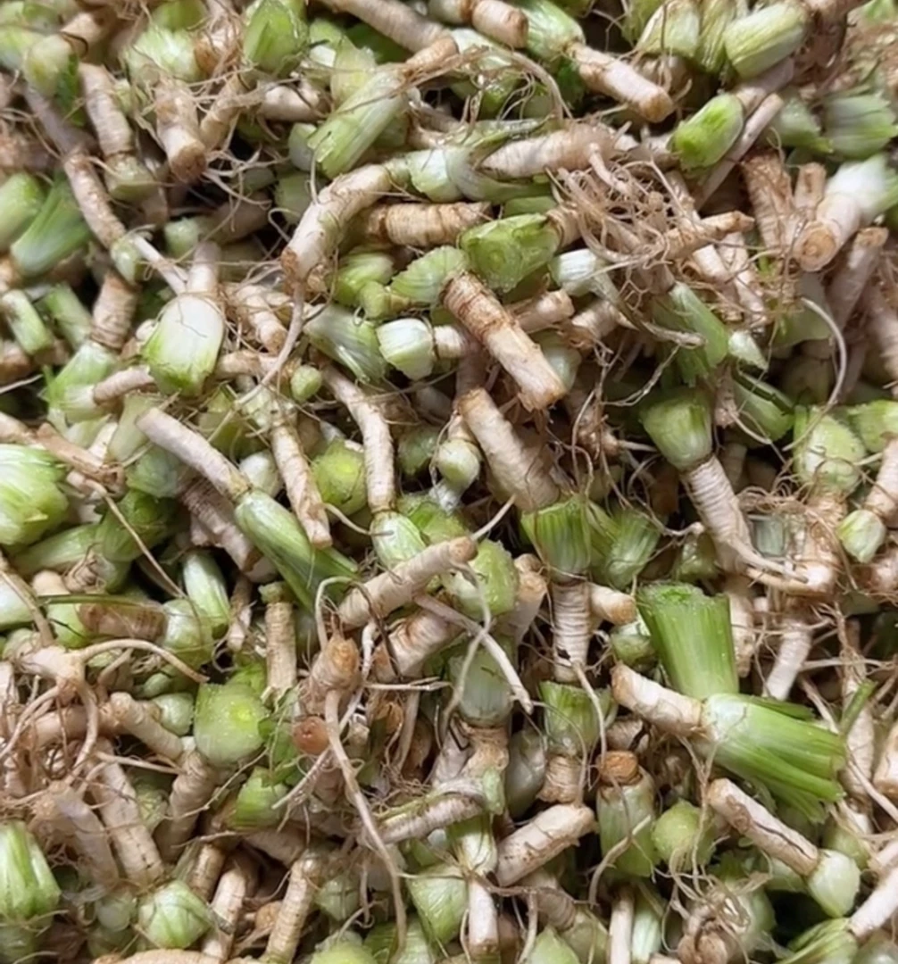 东北香菜根生鲜处理干净