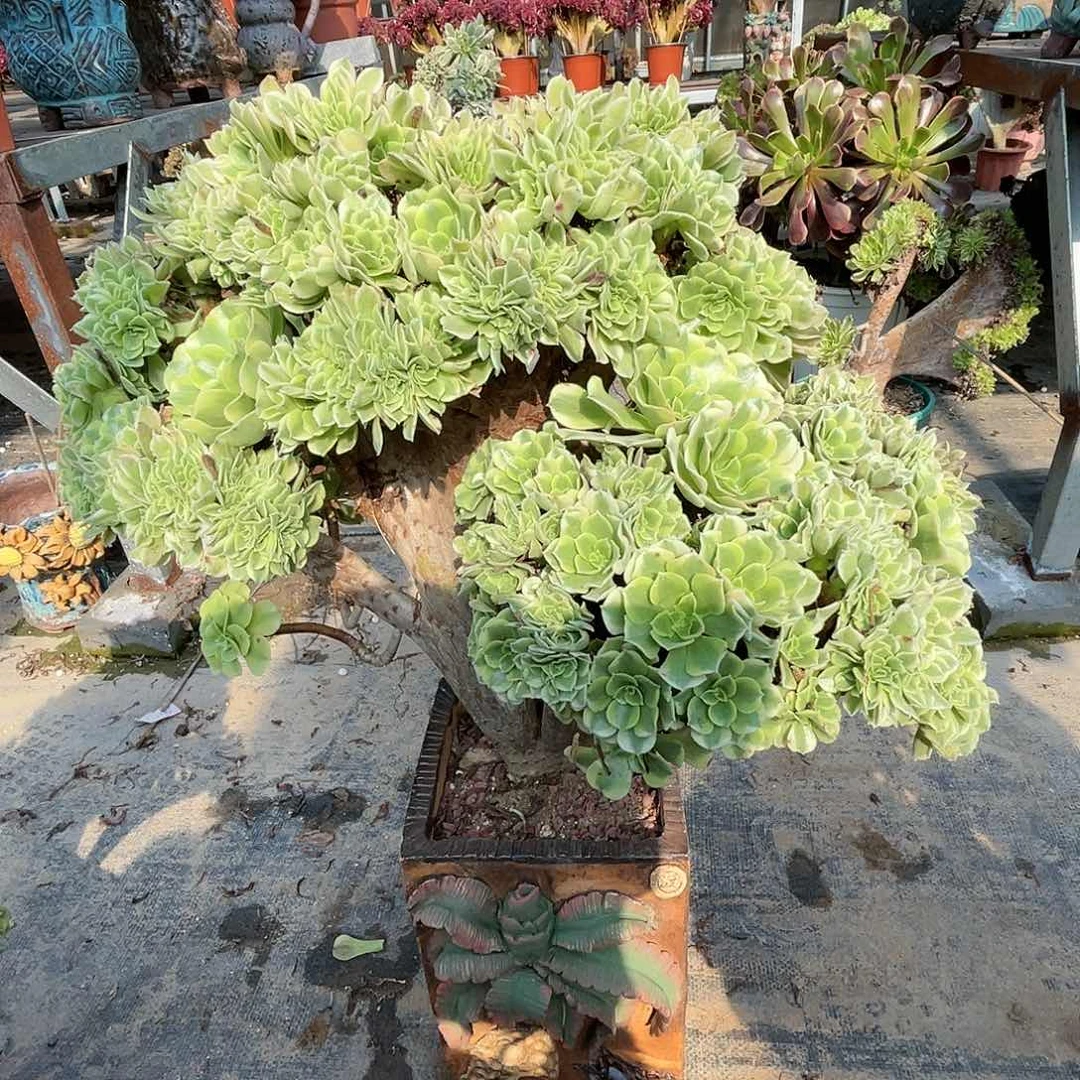【闪购商品】全部花朵绿豆沙