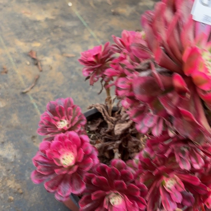 瑞妈多肉园艺484红铜壶超白