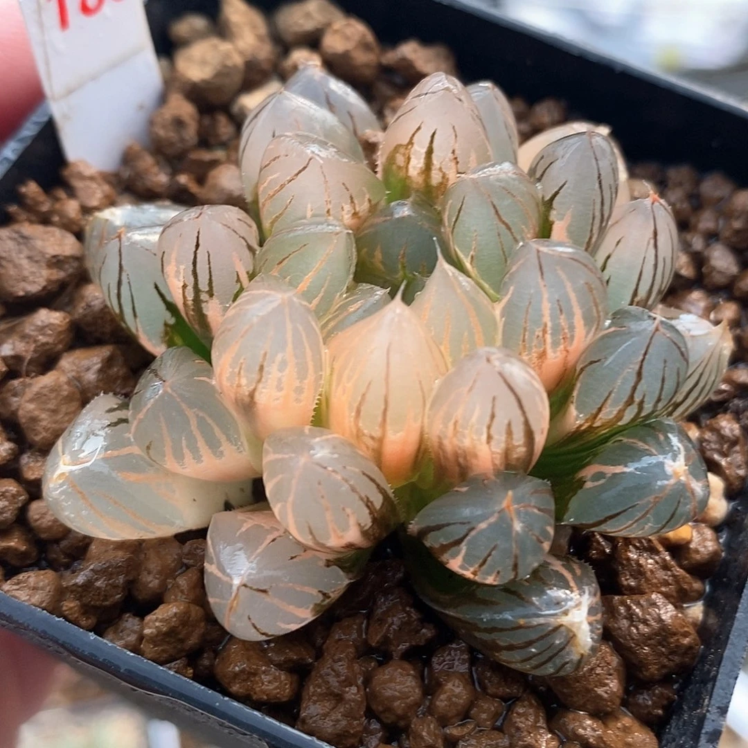 188号霓虹灯玉露锦一物一拍