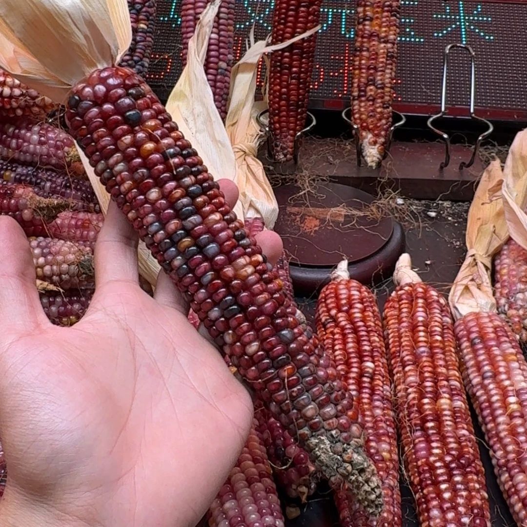 妞***吊坠柏香籽/百香籽