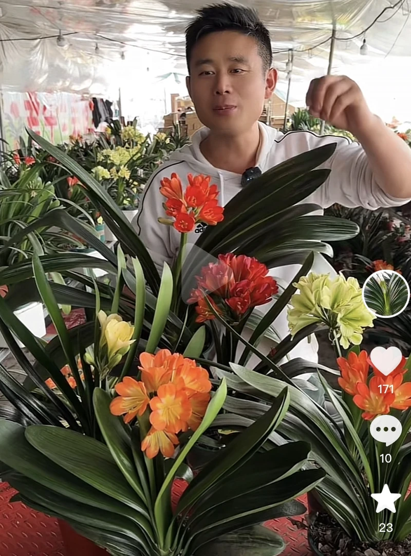 君子兰黑龙苗6叶小苗