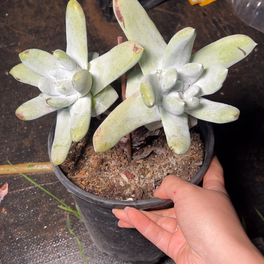 032双头拇指多肉仙女杯